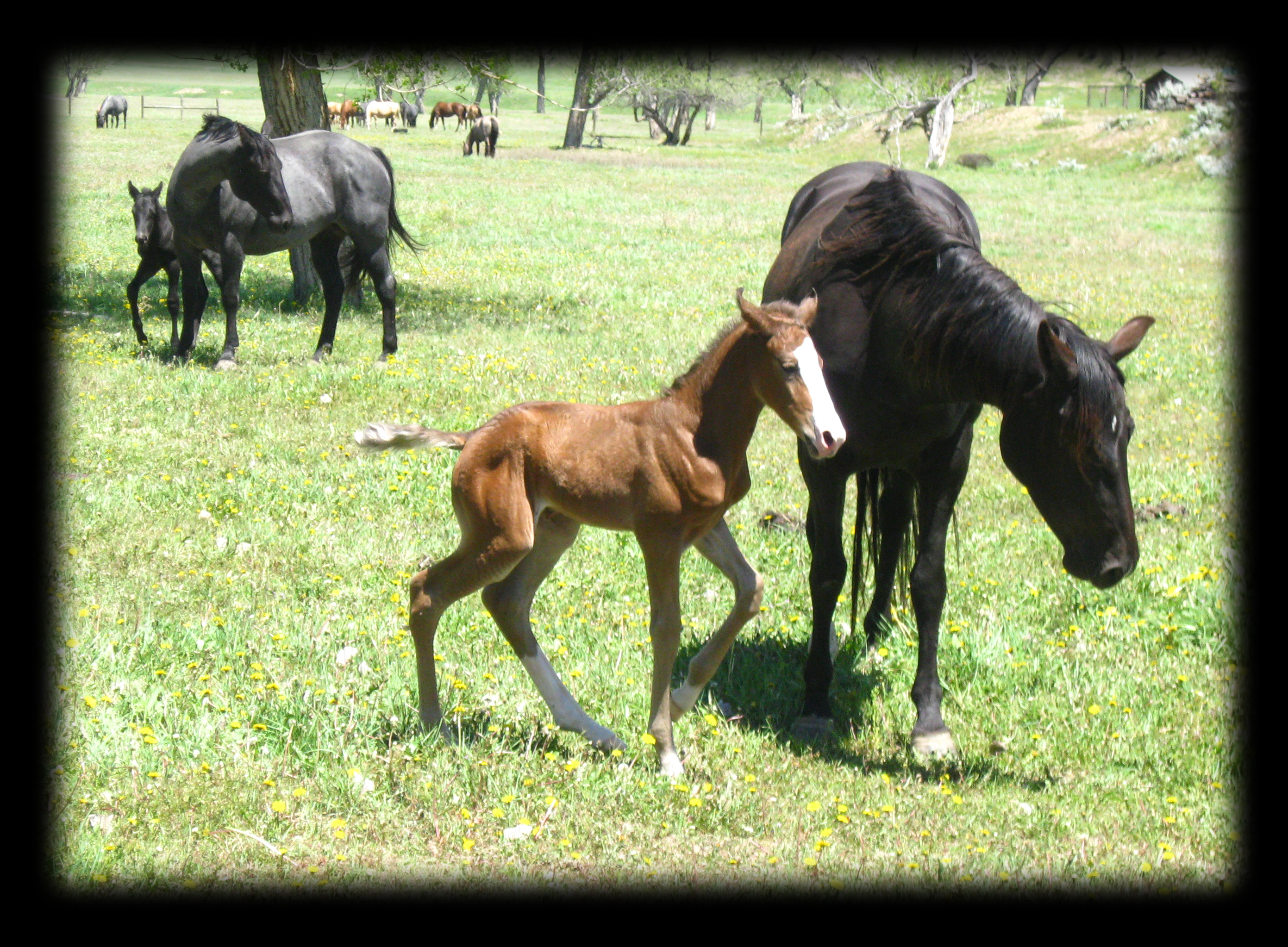 Rare Bay Silver Dapple Filly, Hollywood At Dawn and Bar U Champ Binder